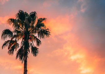 Palm tree and fire sky