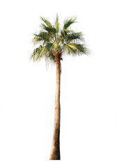 palm tree on white background