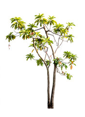 Suicide Tree on white background