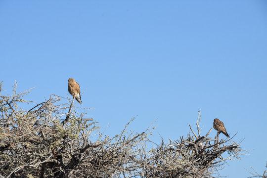 Greater Kestrel (Falco Rupicoloides) - Etosha - Namibia