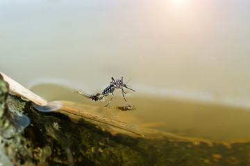Macro of a Mosquito on water