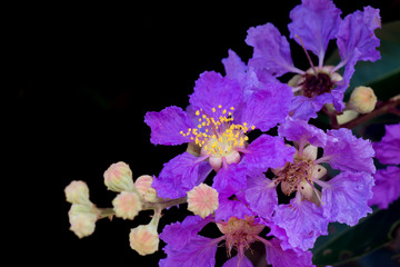 Close up of Queen's crape myrtle flower.