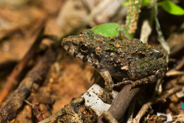A baby toad are sitting on the ground.