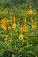 Obraz premium Ringworm bush flower.