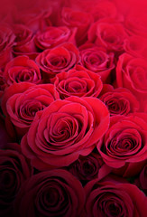 Beautiful red roses