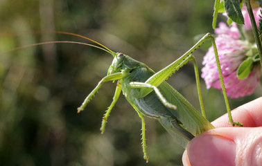 Locusts in hand on a background of green meadows.