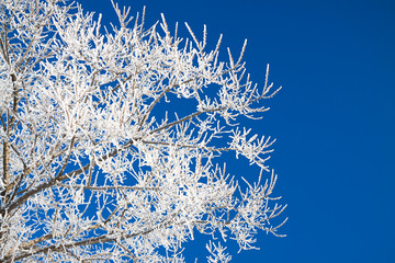 tree branches covered with snow on background blue sky