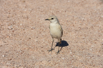 Tractrac Chat- Namibia:small bird