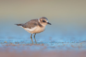 Kentish plover (Charadrius alexandrinus)