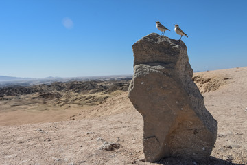 Tractrac Chat- Namibia:small bird