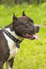 Fighting dog close-up