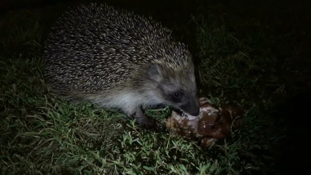 A wild hedgehog eats fried meat at night garden