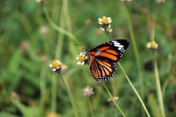 Butterfly perch and eating nectar on the grass flower. an insect with two pairs of large wings that are covered with tiny scales, usually brightly colored.