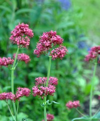 Obraz premium Rote Spornblume