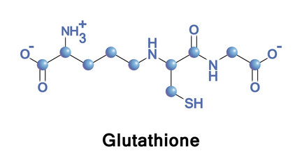 Glutathione important antioxidant