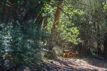 Hembra y cría de Corzo, en el claro del bosque. Capreolus capreolus.