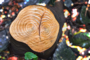 a tree stump resembling a face with eyes, on a blurry background with a bokeh effect