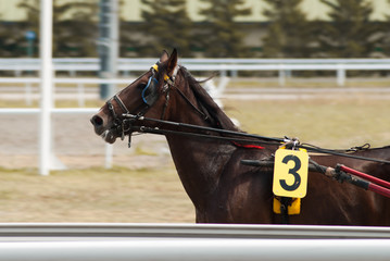 A horse number three, races on the Hippodrome