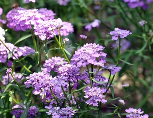 Obraz premium Schleifenblume