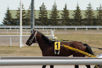 Brown horses with the number 1 on the background of the Hippodrome