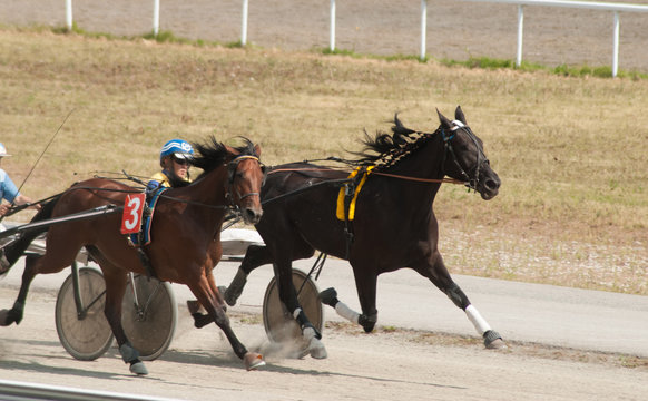 Racing Hippodrome, a confrontation between two horses,
