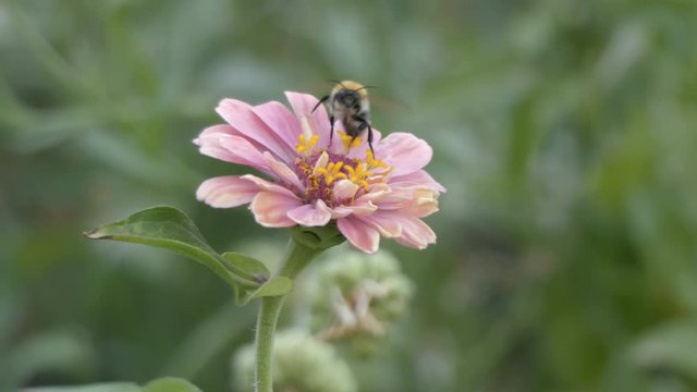 Bumblebee on flower