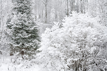 rural winter landscape with forest and snow.