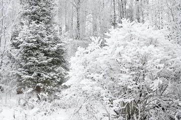 Photo sur Plexiglas Hiver rural winter landscape with forest and snow.