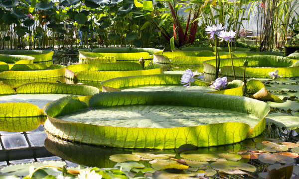 Leaves of Victoria Amazonica in Botanical Garden.Giant Waterlily.