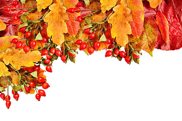 Autumn collage on white background. autumn leaves and hips. Autumn leaves,hip  set isolated on white background