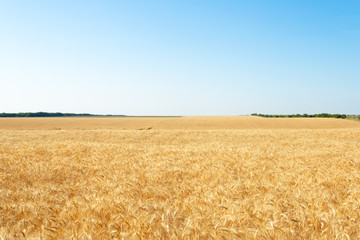 golden wheat field and sunny day
