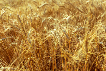 golden wheat field and sunny day