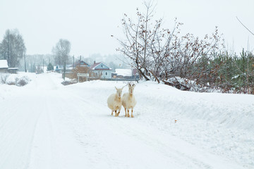 Village in a winter and snowfall