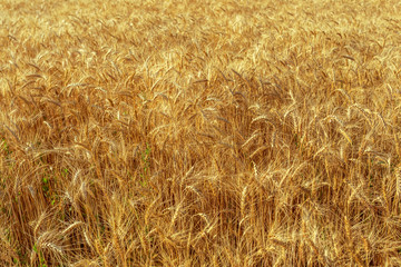 golden wheat field and sunny day