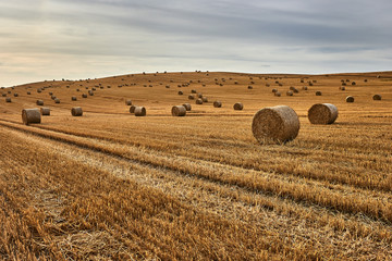 Fototapeta premium Rolls of hay on the field after harvest, Malbork, Poland , Europe