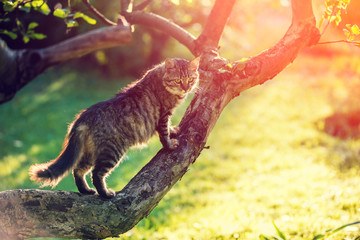Cute cat sitting on a branch of the tree in the garden