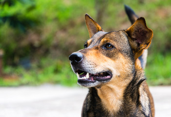 The dog at Thailand