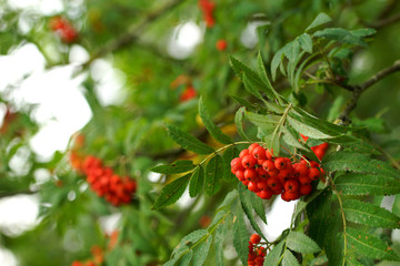 Rowan trees in the autumn forest