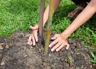 Woman hands plant the tree in the garden. Save world concept.