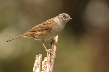 Dunnock