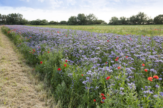 Feld, Phazelie, (Phazelia), Klatschmohn, Mohnblume, (Papaver rhoeas), Mecklenburg-Vorpommern, Deutschland