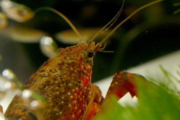 アメリカザリガニ