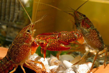 アメリカザリガニ