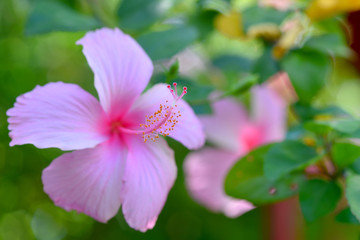Macro of hibiscus pollen.