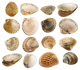 shells collection - shells isolated on a white