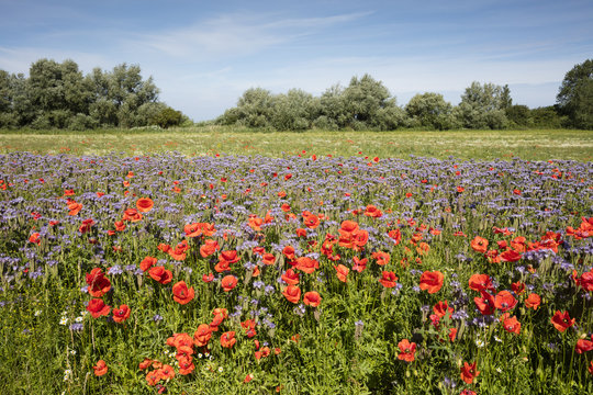 Feld, Phazelie, (Phazelia), Klatschmohn, Mohnblume, (Papaver rhoeas), Mecklenburg-Vorpommern, Deutschland