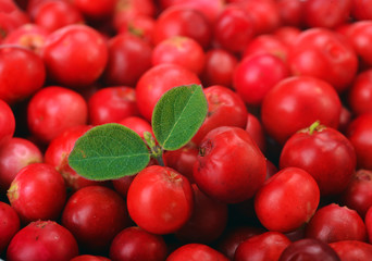 ripe red cranberries