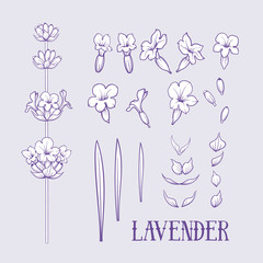Botanical illustration. Set of lavender flowers elements. Collection of lavender flowers on a gray background. Vector illustration bundle.
