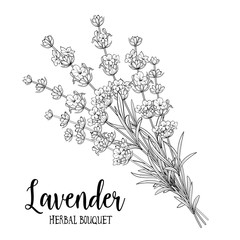 Bouquet of lavender on a white background. Black and White line design. Vector illustration bundle. © Kotkoa