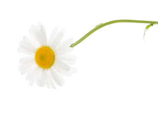Tender chamomile with curved stem